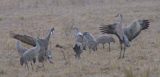 Sandhill Cranes