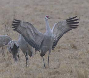 Sandhill Cranes