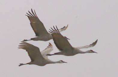 Sandhill Cranes