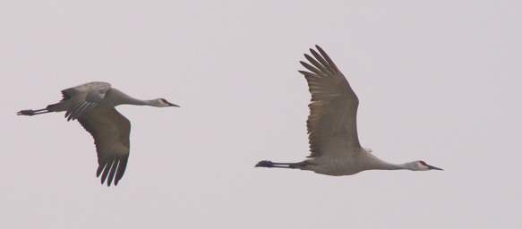 Sandhill Cranes