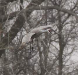 Sandhill Coming in for a Landing