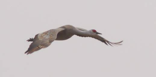 Sandhill Crane Flying