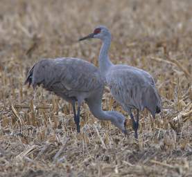 Cranes Loading Up 