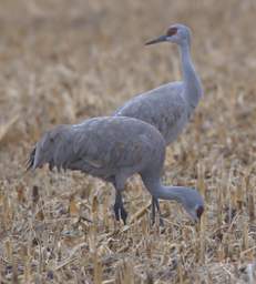 Cranes Loading Up 