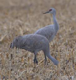 Cranes Loading Up 