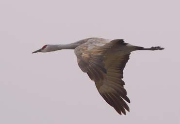 Crane Flying