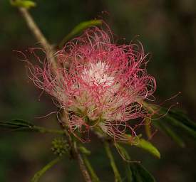 Amani Flower Xxx Pink White