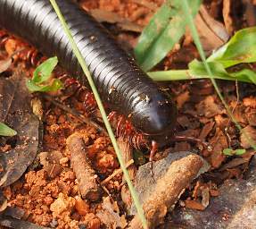 Amani Millipede