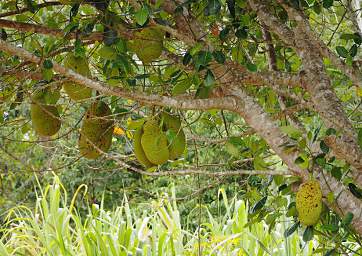 Tree Xxx Fruit