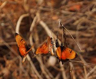 Butterfly Heap