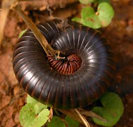 Amani Millipede