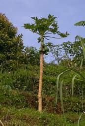 Jackfruit