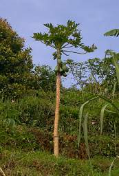 Jackfruit