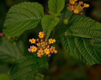 Amani Flower Noxious Weed