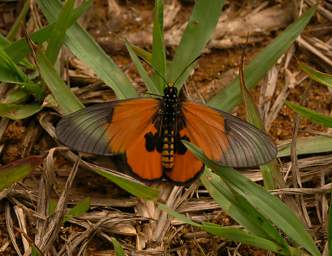 Amani Butterfly Xxx Orange