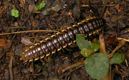 Centipede