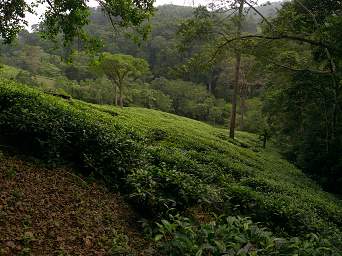 Amani Tea Plantation