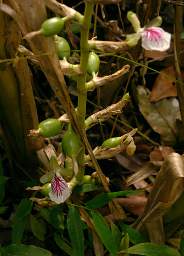 Cardamom Flower