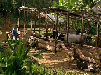 Confined Cows