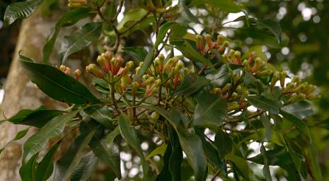 Cloves On Tree