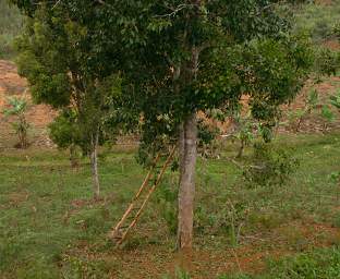 Amani Clove Picking Ladder