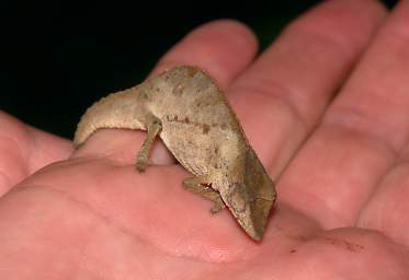 Chameleon Pygmy Rhampholeon Temporalis