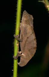 Chameleon Pygmy Rhampholeon Temporalis