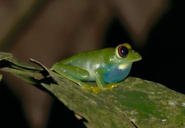 Frog Barbours Forest Tree Frog Leptopelis Barbouri