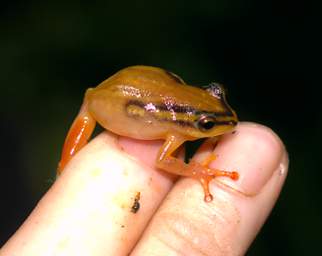 Frog Spotted Reed Frog Hyperolius Puncticulatis