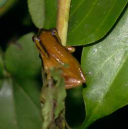 Frog Spotted Reed Frog