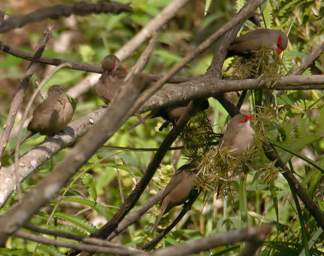 Common Waxbill