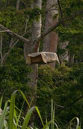 Amani Bee Hive