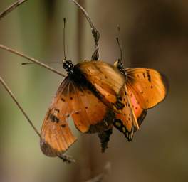 Amani Butterfly Xxx Heap