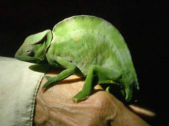 Usambara Three-Horned Chameleon (F)