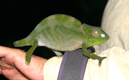 Usambara Three-Horned Chameleon (F)