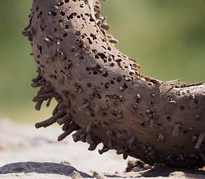 Cape Buffalo Horn Moth Larve