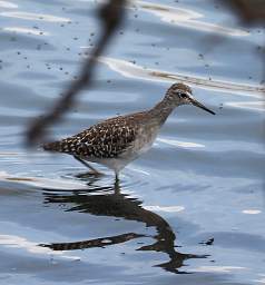 Wood Sandpiper