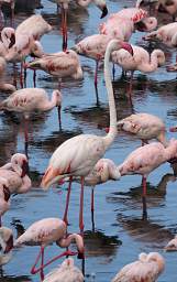 Greater Flamingo