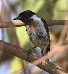 Common Stone Chat