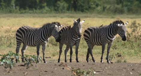 Zebras