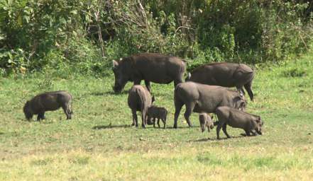 Wart Hogs