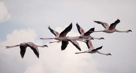 Flamingo Flying