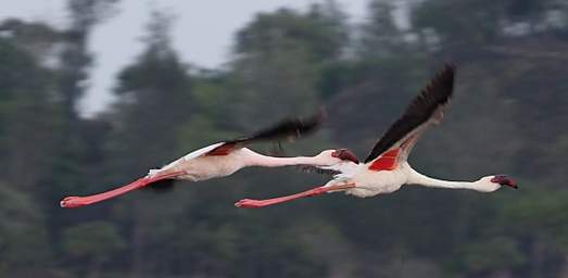 Flamingo Flying