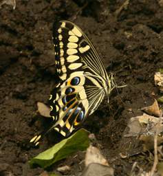 Xxx Swallowtail