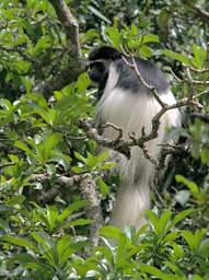 Colobus Monkey