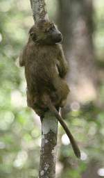 Olive Baboon