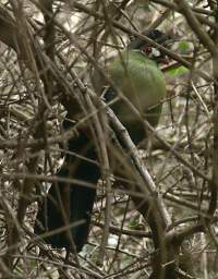 Hartlaub's Turaco