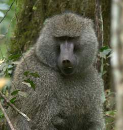 Olive Baboon