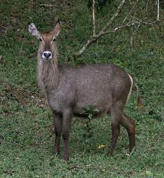 Common Waterbuck F