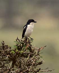 Common Fiscal Shrike 